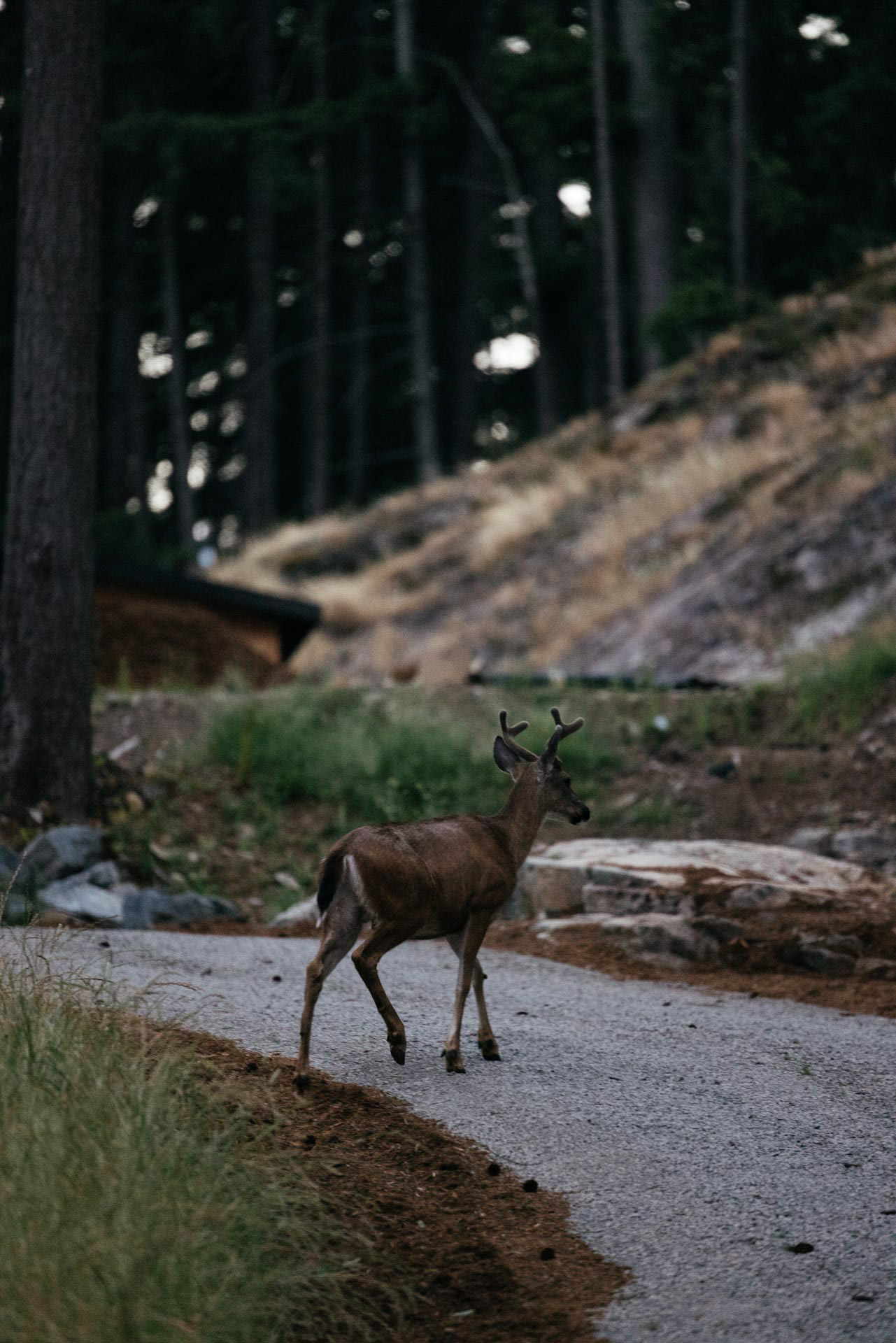 Deer in the forest at Kitoki Inn