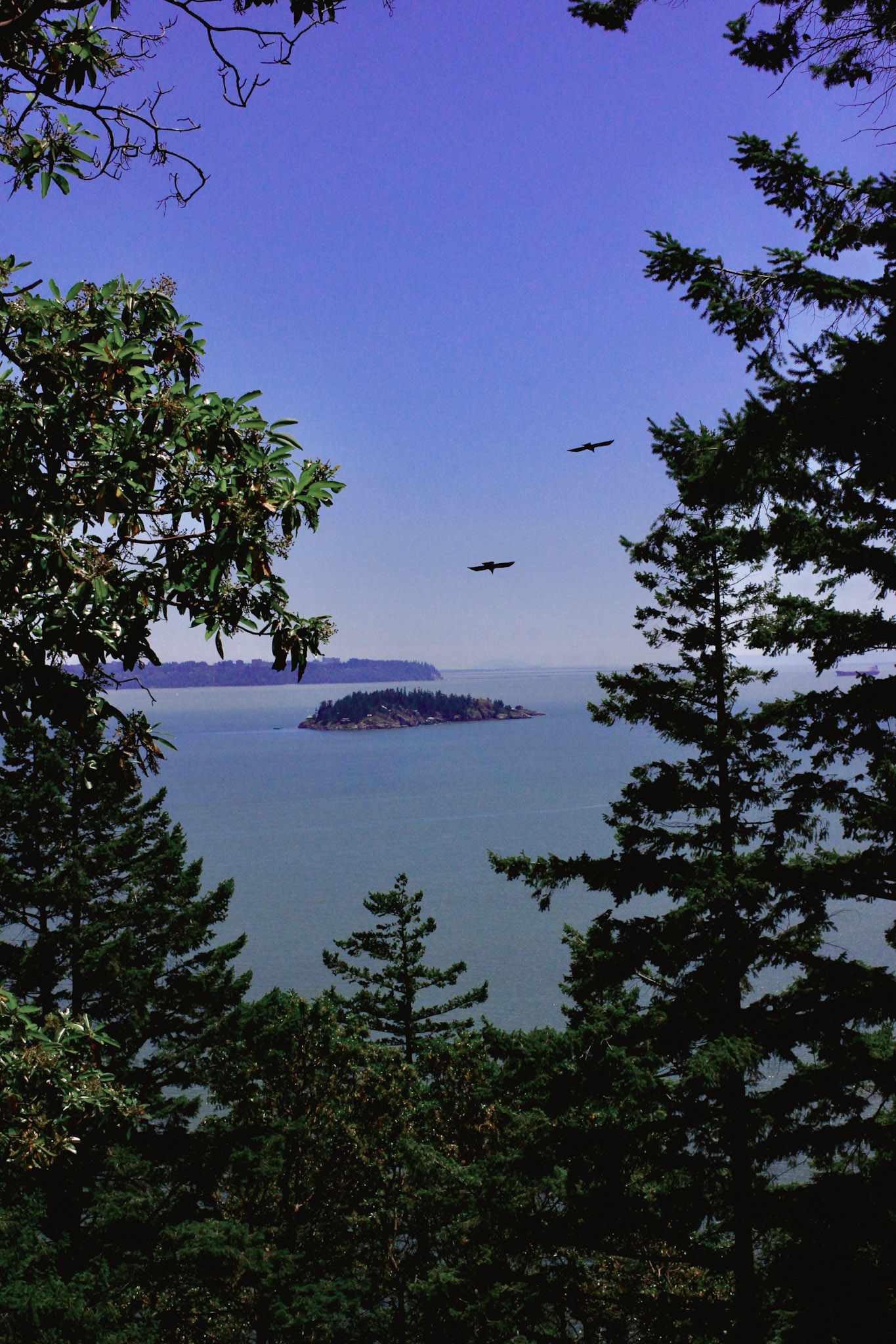 Ocean and islands seen through Bowen Island forest